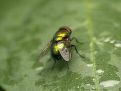 Lucilia illustris