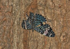 Hamadryas amphinome mazai