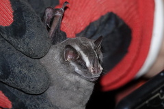 Chiroderma trinitatum