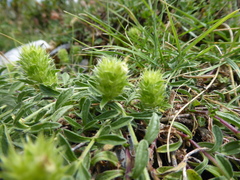 Sideritis hyssopifolia