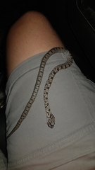 Pantherophis bairdi