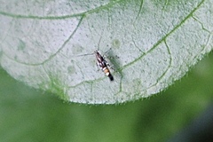 Cosmopterix pulchrimella