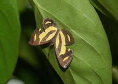 Baeotis zonata zonata