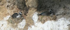Phalacrocorax punctatus punctatus