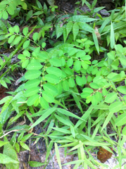 Phyllanthus caroliniensis