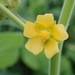 Velvetleaf - Photo (c) Thomas Wrbka, some rights reserved (CC BY-NC), uploaded by Thomas Wrbka