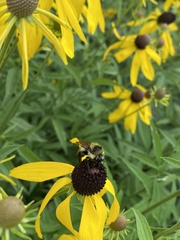 Bombus rufocinctus