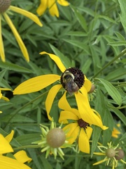Bombus rufocinctus