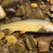 Snake River Fine-spotted Cutthroat Trout - Photo (c) Ben, some rights reserved (CC BY-NC), uploaded by Ben