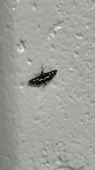 Desmia subdivisalis