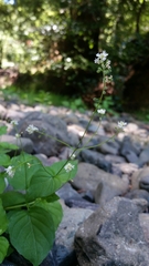 Circaea alpina pacifica