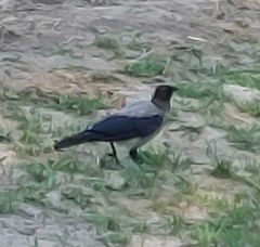 Corvus cornix