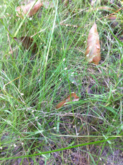 Eleocharis microcarpa