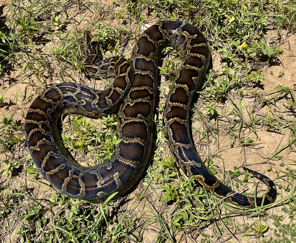 Burmese Python in July 2022 by shihhaowang · iNaturalist