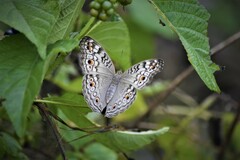 Junonia atlites