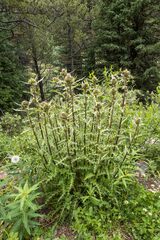 Cirsium osterhoutii