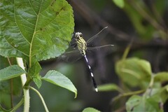 Orthetrum sabina