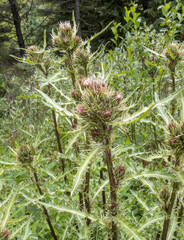 Cirsium osterhoutii