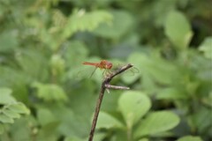 Crocothemis servilia