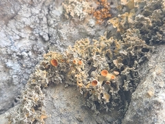 Xanthaptychia contortuplicata