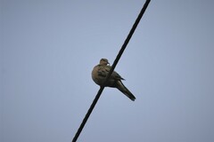 Streptopelia senegalensis
