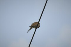 Streptopelia senegalensis