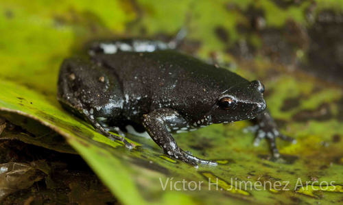 Elegant Narrow-mouthed Toad