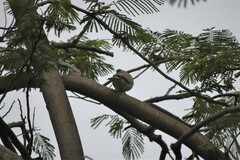 Streptopelia senegalensis