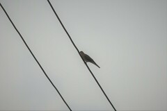 Streptopelia senegalensis