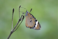 Danaus chrysippus