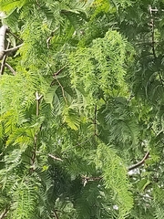 Metasequoia glyptostroboides
