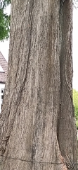 Metasequoia glyptostroboides