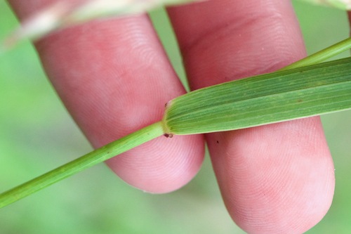 Image of Elymus riparius by (c) Owen Strickland, some rights reserved (CC BY)