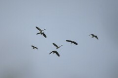 Nycticorax nycticorax