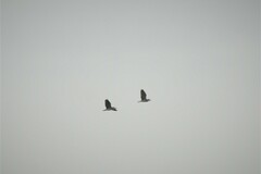 Nycticorax nycticorax