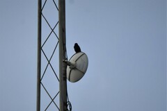 Dicrurus macrocercus