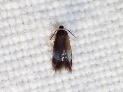 Stigmella multispicata