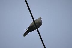 Streptopelia decaocto