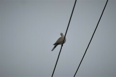 Streptopelia decaocto