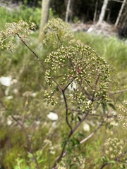 Cicuta maculata maculata
