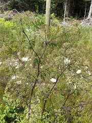 Cicuta maculata maculata