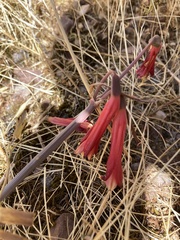 Eustephia coccinea