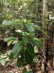 Daphniphyllum calycinum