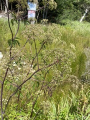 Cicuta maculata maculata