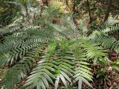 Angiopteris fokiensis