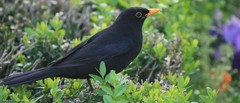 Turdus merula merula