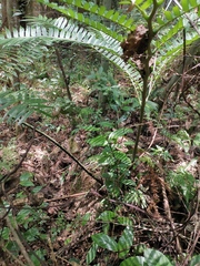 Angiopteris fokiensis