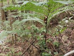 Angiopteris fokiensis