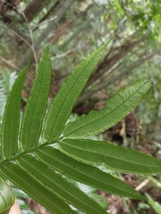 Angiopteris fokiensis