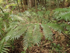 Angiopteris fokiensis